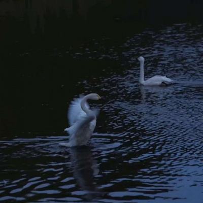 半岛官网入口网页版下载手机版