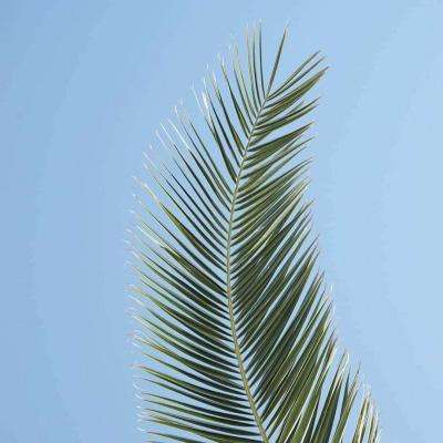 大发彩票app下载手机版