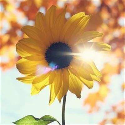 大发黄金版app下载app下载